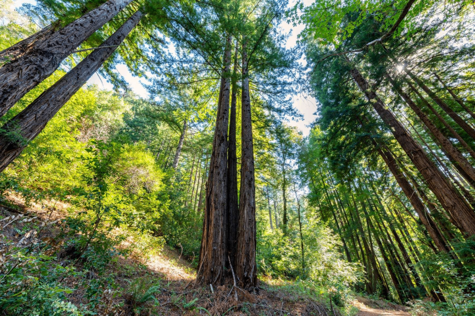 2372 McKenzie Creek Road, view 7