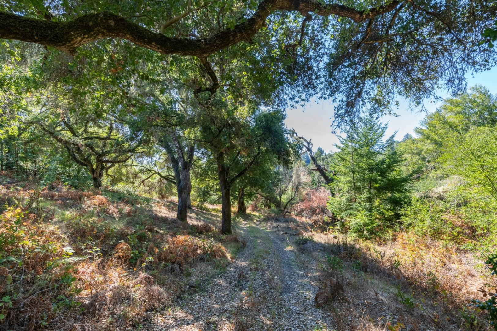 Santa Cruz Mountains redwood acreage